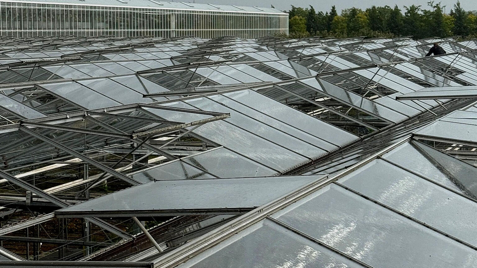Gewächshaus Dachverglasung – Reparatur und Wartung großer Glasflächen Gewächshaus Verglasung auf großen Dachflächen mit moderner Glasstruktur bei Wartung und Sanierung